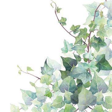 Ambiente Lot 20 serviettes en papier 33 x 33 cm - Feuilles de Lierre
